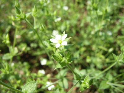 Arenaria serpyllipholia